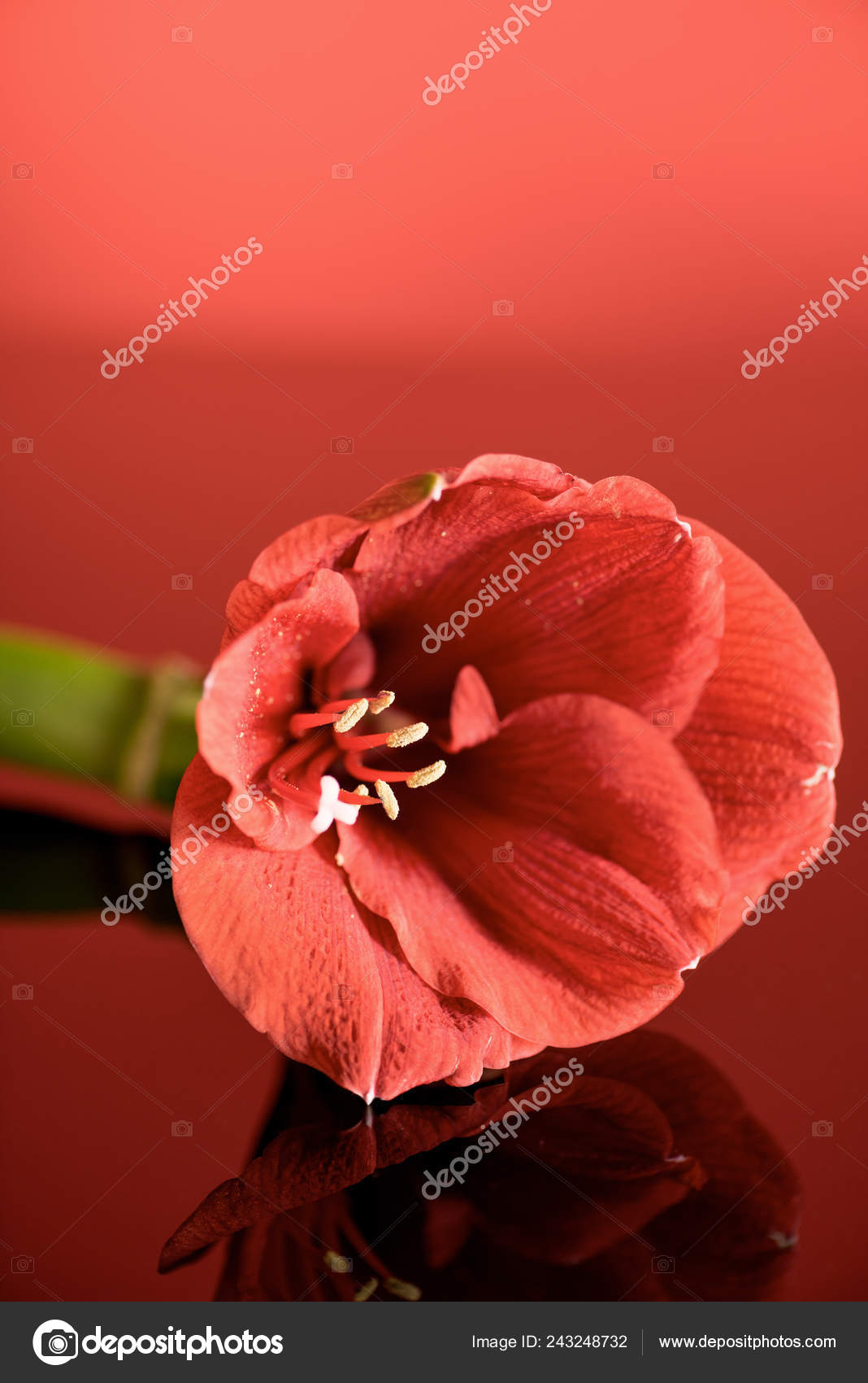 Amaryllis Flower Living Coral Color Red Background Pantone Color Year Stock Photo Image By C Vitalikradko 243248732 https depositphotos com 243248732 stock photo amaryllis flower living coral color html