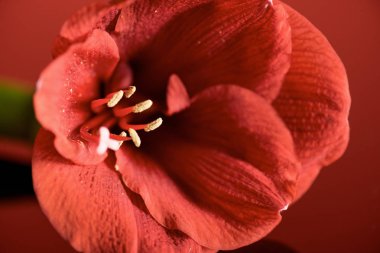 close up view of Living coral amaryllis flower. Pantone color of the year 2019 concept clipart