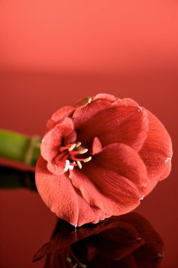 amaryllis flower in living coral color on red background. Pantone color of the year 2019 concept clipart