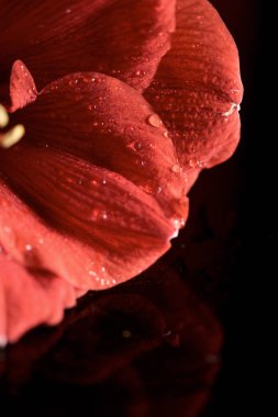 close up view of amaryllis flower with drops  clipart