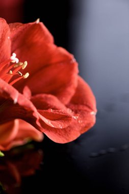 macro view of red amaryllis flower on black clipart