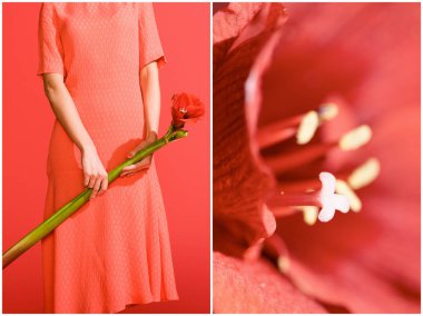 collage with red amaryllis and elegant woman with flower on living coral. Pantone color of the year 2019 concept clipart