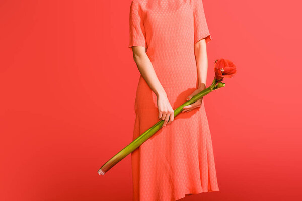 cropped view of elegant girl in dress holding flower isolated on living coral. Pantone color of the year 2019 concept