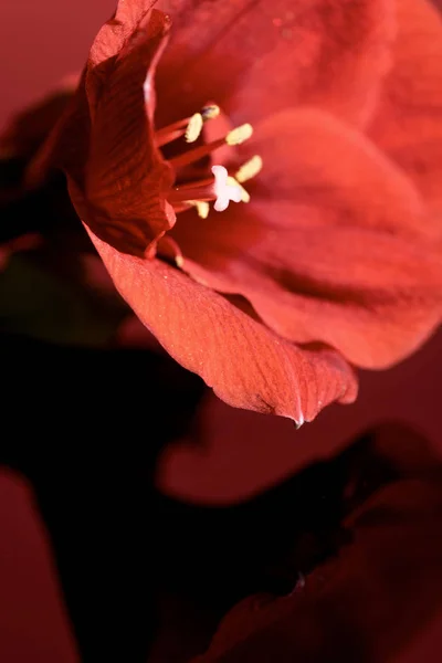 Close Amaryllis Flor Fundo Vermelho Escuro — Fotografia de Stock