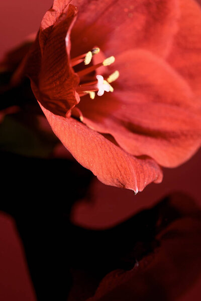 close up of amaryllis flower on dark red background