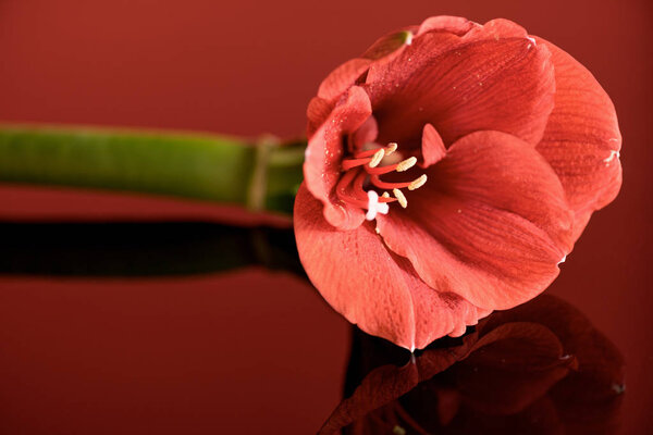 amaryllis flower in living coral color on red background