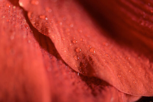macro view of background with Living coral petals of amaryllis flower