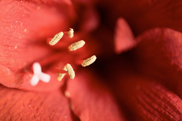 macro view of red amaryllis flower background