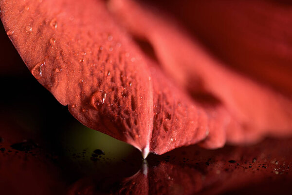 macro view of wet amaryllis flower petal background