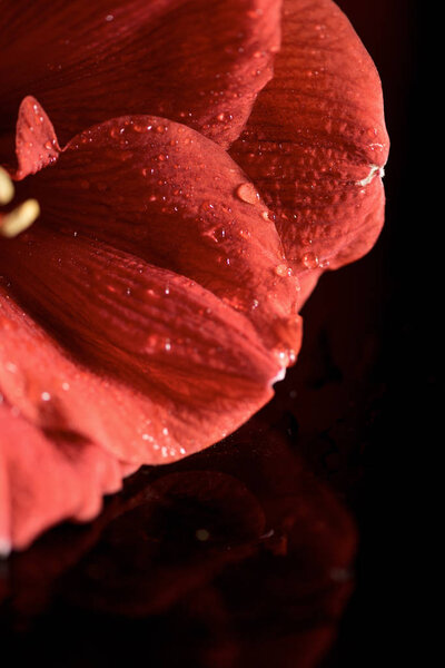 close up view of amaryllis flower with drops 