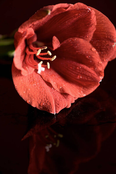 close up view of Living coral amaryllis flower on dark background