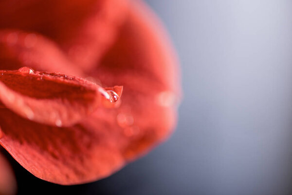 macro view of red amaryllis flower, selective focus