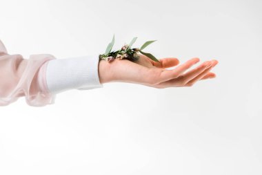 cropped view of female hand holding eucalyptus leaves with flowers in hand on white  clipart