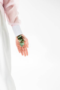 Okaliptüs yaprakları ve çiçekleri beyaz üzerine el ile duran kadın kırpılmış görünümünü 