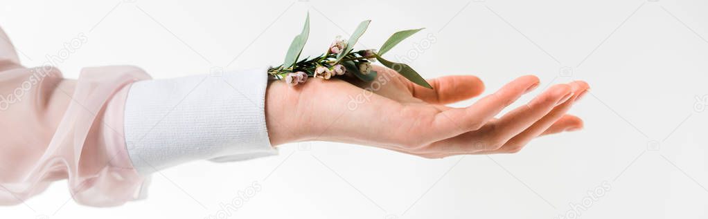 panoramic shot of female hand holding eucalyptus leaves with flowers in hand on white 