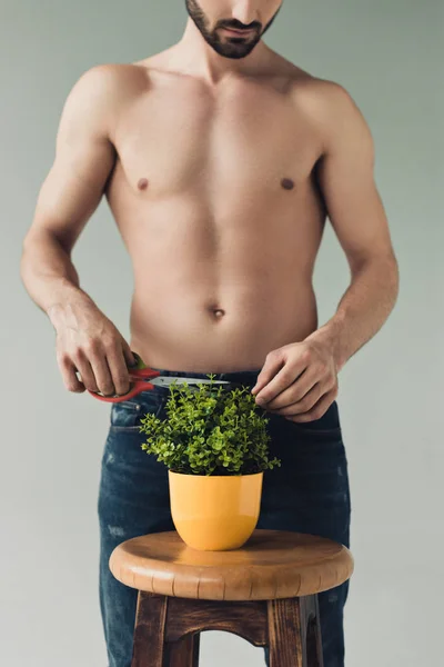 Partial view of man in jeans cutting green plant with scissors on grey