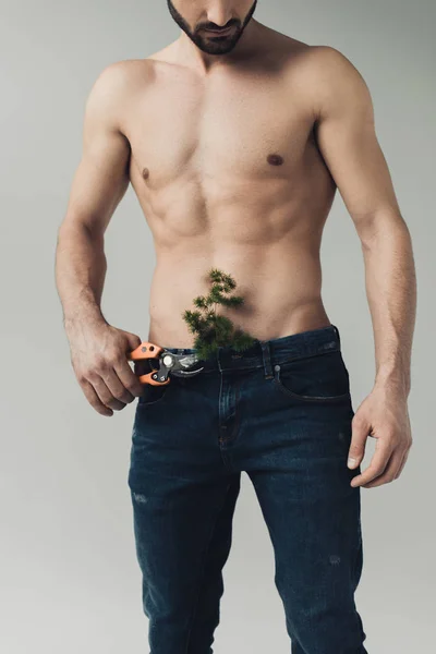 Cropped View Shirtless Man Cutting Plant Pants Secateurs Isolated Grey — Stock Photo, Image