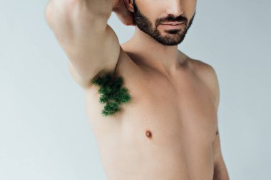 Gri üzerine izole koltuk altı üzerinde yeşil bitki ile sakallı adam kısmi görünümü