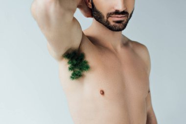 Partial view of bearded man with green plant on armpit isolated on grey clipart