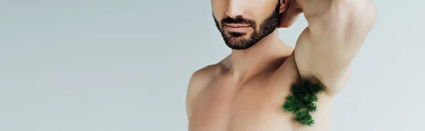 Panoramic Shot Bearded Man Green Plant Armpit Grey — Stock Photo, Image