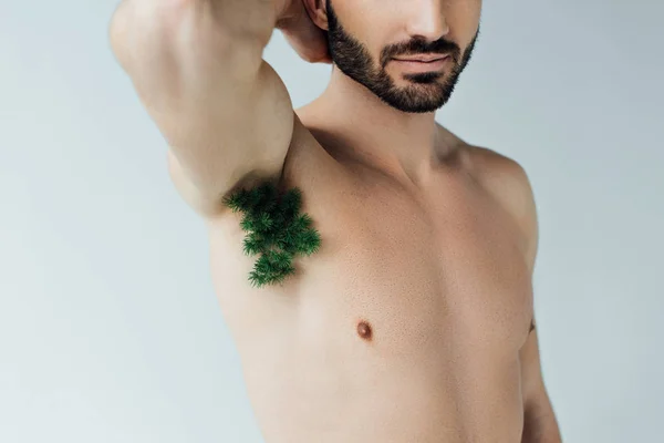 Částečný Pohled Vousatého Muže Zelenou Rostlinou Podpaží Izolované Šedé — Stock fotografie