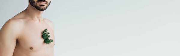 Панорамный снимок бородатого человека с зеленым растением на груди, изолированного на сером
