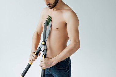 cropped view of shirtless man in jeans cutting plant on chest with big scissors isolated on grey clipart