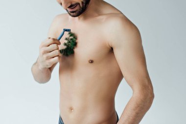 Partial view of bearded man shaving plant on chest isolated on grey clipart