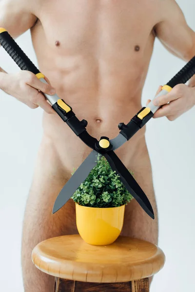 Partial View Naked Man Cutting Plant Big Scissors Isolated Grey — Stock Photo, Image