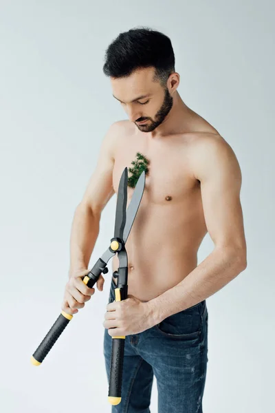 Shirtless Man Jeans Cutting Plant Chest Big Scissors Isolated Grey — Stock Photo, Image