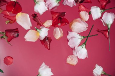 pembe suya serpişne gül yaprakları üst görünümü