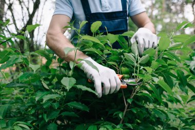 cropped view of gardener in gloves pruning bush with trimmer in garden clipart