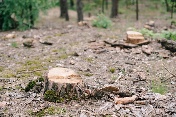 сухие деревянные пни вырубленного дерева и зеленого мха в лесу
 