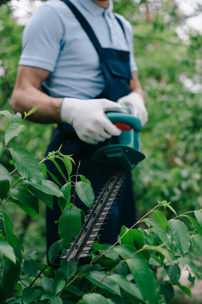 selective focus of gardener pruning bush with electric trimmer in park