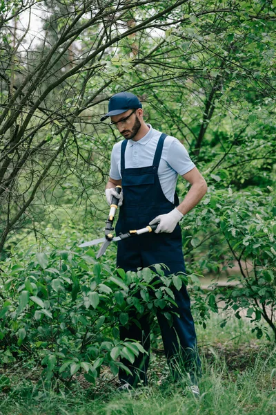 Uppmärksam Trädgårdsmästare Overaller Och Cap Styckning Buskar Med Trimmer Parken — Stockfoto