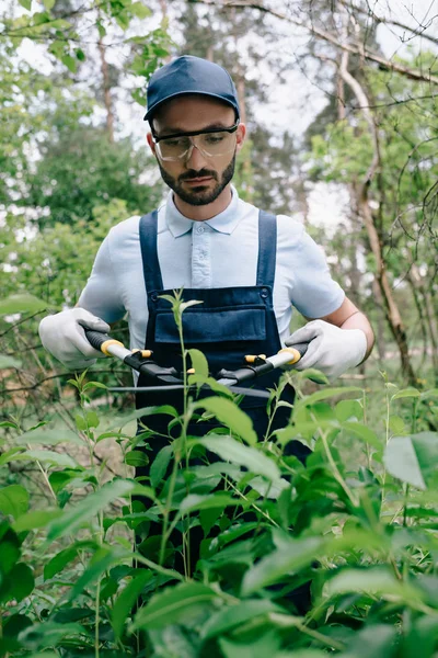 Atento Jardinero Gafas Protectoras Casquillos Corte Arbustos Con Trimmer Parque — Foto de Stock