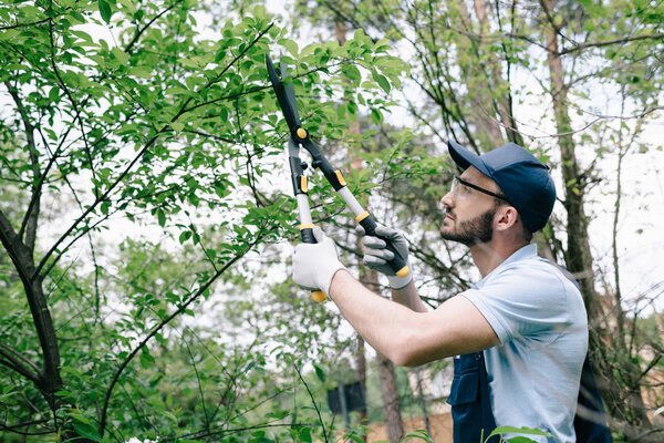 attentive gardener in protective glasses and cap cutting bushes with trimmer in park