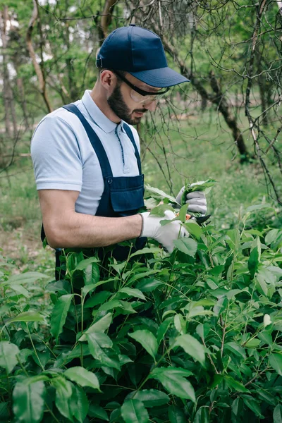 Tuinman Beschermende Glazen Glb Snoeien Bush Met Trimmer Park — Stockfoto