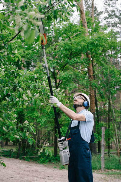 gardener in overalls, helmet and hearing protectors trimming trees with telescopic pole saw in garden
