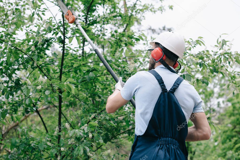 back view of gardener in helmet and hearing protectors trimming trees with telescopic pole saw