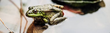 panoramic shot of green frog in river outside  clipart