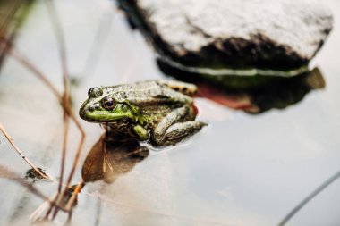 selective focus of green frog in river outside  clipart