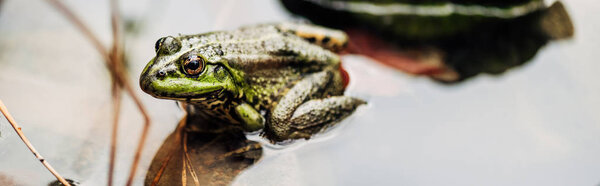 panoramic shot of green frog in river outside 