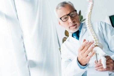 klinikte omurga modelini tutan beyaz önlük ve gözlüklü doktorun seçici odağı 