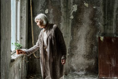 pencereye yakın boş odada pota bitki koyarak kıdemli kadın 