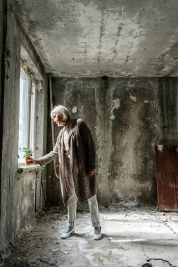 pencereye yakın boş odada pota küçük bitki koyarak emekli kadın 