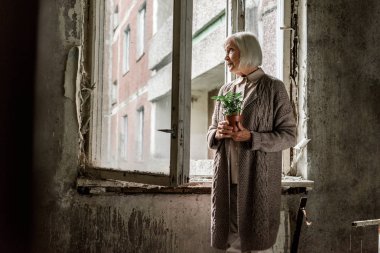 pencerelerin yakınındaki odada gri saçlı tutma bitki ile üst düzey kadın 