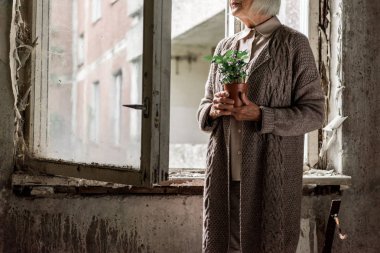 cropped view of senior woman with grey hair holding plant in room near windows  clipart