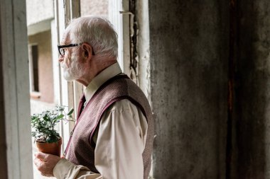 pencere yakınında bitki tutan gözlük emekli sakallı adam