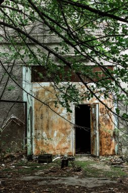 selective focus of twigs with green leaves near abandoned building in chernobyl 